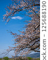 Cherry blossoms in the bank 125688190