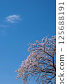Cherry blossoms in the bank 125688191