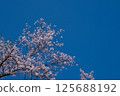 Cherry blossoms in the bank 125688192