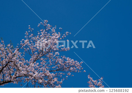 Cherry blossoms in the bank Cherry blossoms in the bank 125688192