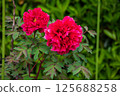 Red peony 125688258
