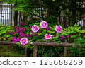 The first spring peony 125688259