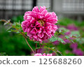 Peony flower 125688260