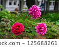 Peony flowers in full bloom 125688261