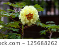 Yellow peony 125688262