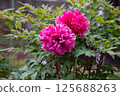 Red peony flower 125688263