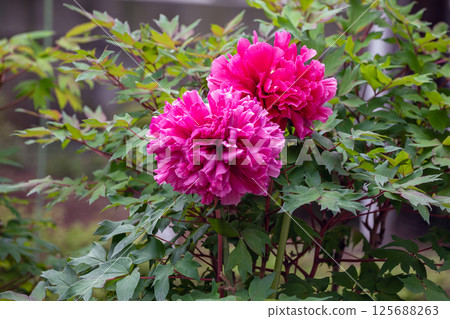 Red peony flower 125688263