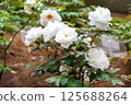White peony 125688264