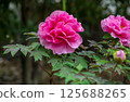 Beautiful pink peony 125688265
