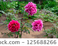 Nishiarai Daishi Peony Garden 125688266