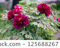 Nishiarai Daishi Peony Garden 125688267