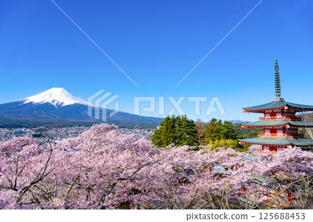 山梨縣富士吉田市新倉山淺間公園的春天:富士山、五重塔和櫻花 山梨縣富士吉田市新倉山淺間公園的春天:富士山、五重塔和櫻花 125688453