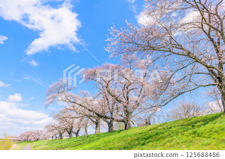 Ichimoku Senbonzakura, Ogawara Town, Miyagi Prefecture 125688486
