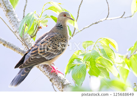 A turtle dove in the shade 125688649