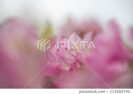 Haraya花園 125688740