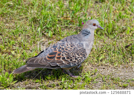 Kijibat走在地上 Kijibat走在地上 125688871