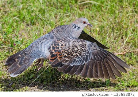 斑鳩的翅膀圖案非常美麗 斑鳩的翅膀圖案非常美麗 125688872