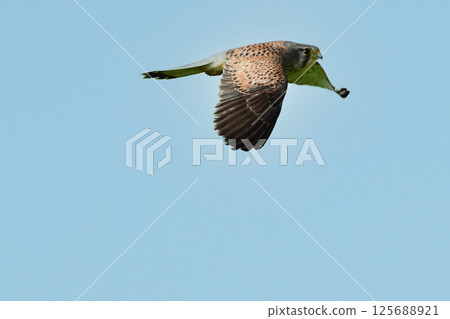 Flight of butterfly Flight of butterfly 125688921