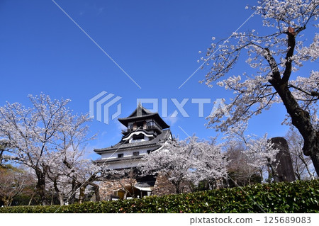 Inuyama City, Aichi Prefecture, Japan: Inuyama Castle in spring and cherry blossoms in full bloom, Japan's oldest national treasure castle tower and beautiful blue sky 125689083