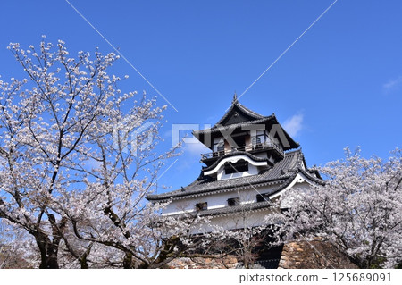 日本愛知縣犬山市：春天櫻花盛開的犬山城、日本最古老的國寶天守閣和美麗的藍天 125689091