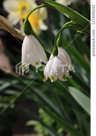 Snowflake flowers 125689282