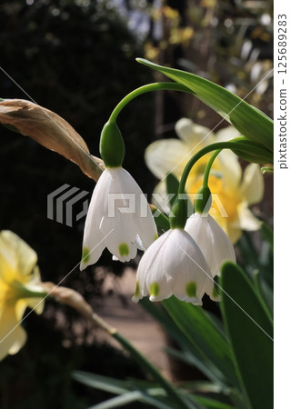 Snowflake flowers 125689283