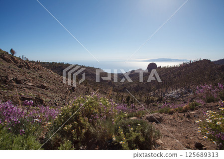 Desert, hills and flowers in Tenerife island, Spain 125689313