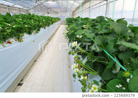 Kanto, Tanzawa, bright red and juicy house-grown strawberries, the sweet and fun image of strawberry picking, Hadano City, Kanagawa Prefecture (3) Kanto, Tanzawa, bright red and juicy house-grown strawberries, the sweet and fun image of strawberry picking, Hadano City, Kanagawa Prefecture (3) 125689379