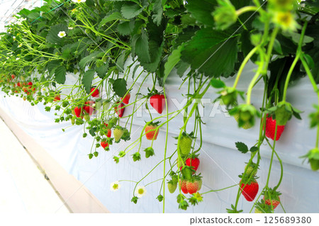 關東地區，丹澤，鮮紅多汁的自家草莓，採摘草莓的甜蜜樂趣，神奈川縣秦野市（4） 125689380