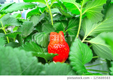 Kanto, Tanzawa, Bright red and juicy house strawberries, the image of strawberries resembling something, Hadano City, Kanagawa Prefecture (3) 125689383