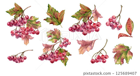 Red viburnum berries bunch, colorful autumn leaves watercolor set illustrations isolated. Snowball tree berries, tree branches, foliage in botanical sketch hand painted. Various guelder rose berries. 125689407
