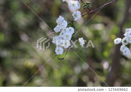春天，公園裡盛開著一朵灰蝶科的花，花瓣為白色，花心為綠色 125689662