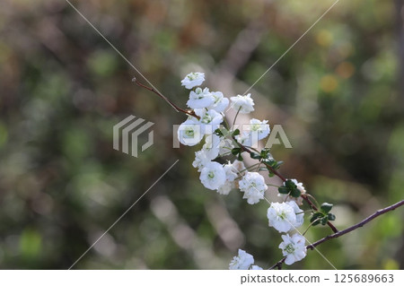 春天，公園裡盛開著一朵灰蝶科的花，花瓣為白色，花心為綠色 125689663