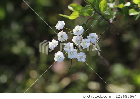 A lycaenidae flower with white petals and a green center blooming in a park in spring A lycaenidae flower with white petals and a green center blooming in a park in spring 125689664