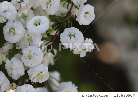 春天，公園裡盛開著一朵灰蝶科的花，花瓣為白色，花心為綠色 125689667