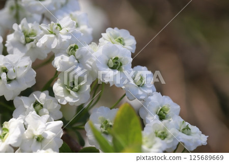 A lycaenidae flower with white petals and a green center blooming in a park in spring A lycaenidae flower with white petals and a green center blooming in a park in spring 125689669