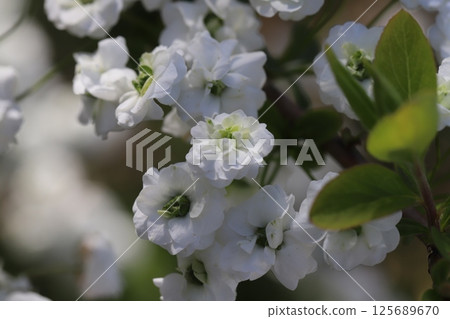 A lycaenidae flower with white petals and a green center blooming in a park in spring A lycaenidae flower with white petals and a green center blooming in a park in spring 125689670