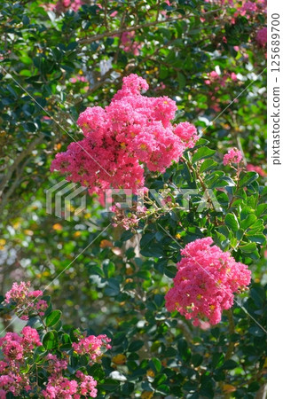 red pretty flower 125689700