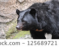 Japanese black bear bear 125689721