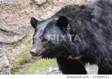 Japanese black bear bear Japanese black bear bear 125689721