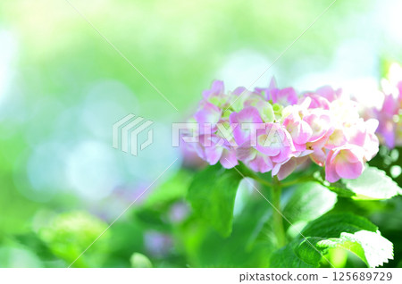 我在附近看到的繡球花 125689729