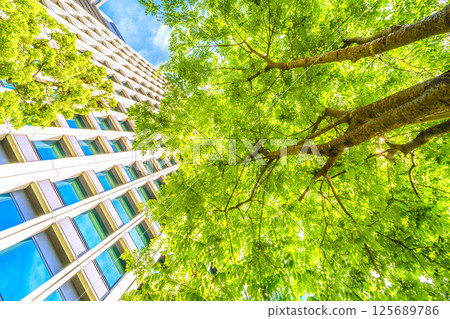 Tokyo cityscape in Japan. View of the Japanese pagoda trees (above)... Otemachi, Tokyo. A Japanese pagoda tree next to the monument marking the "first row of trees in the city." 125689786