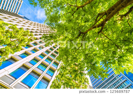 日本東京城市景觀。槐樹的景色（上圖）...東京大手町。這座紀念碑旁邊有一棵日本槐樹，標誌著這座城市的第一排樹。 125689787