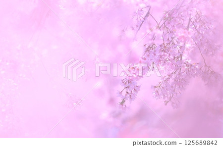 垂枝櫻花變成粉紅色，感受春天的到來 125689842
