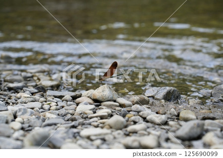A dragonfly resting on a rock in a mountain stream 125690099