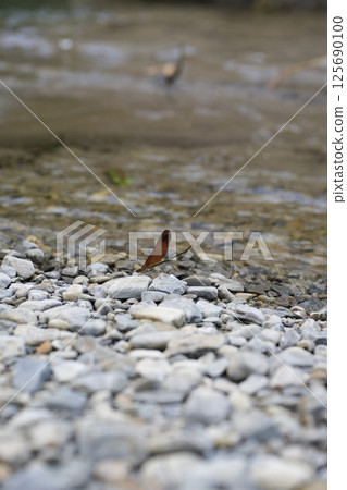 A dragonfly resting on a rock in a mountain stream 125690100
