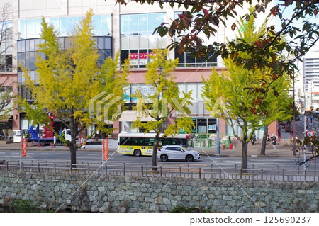 和歌山城公園護城河沿岸的銀杏樹景觀 和歌山城公園護城河沿岸的銀杏樹景觀 125690237