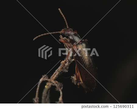 Fuji longhorn beetle 125690311