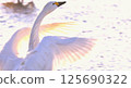 Swan's flapping flapping 125690322