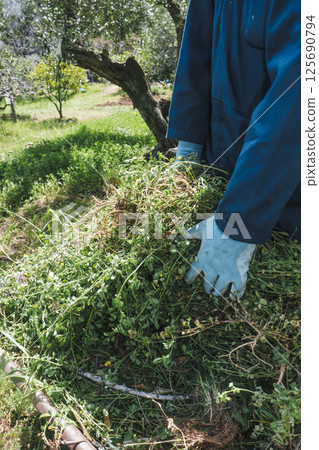 placing some freshly pulled weeds into a wheelbarrow 125690794